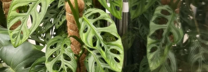 Monstera Pflanze mit Rankhilfe